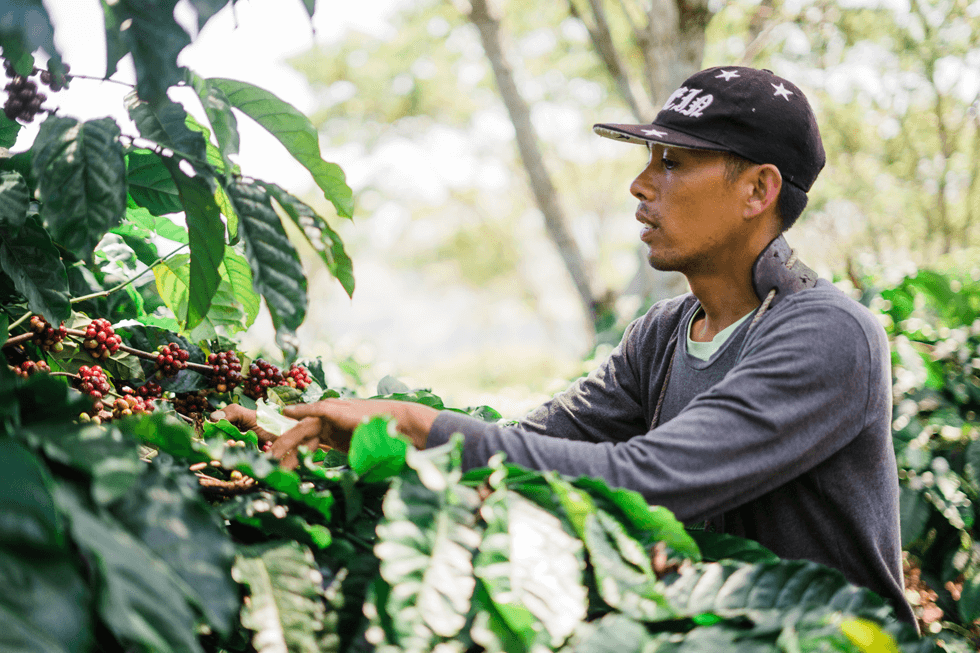 Filipino coffee farmer